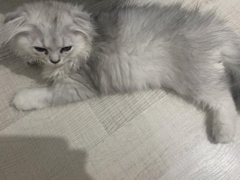 Çok tatlı scottish fold yavrumuz