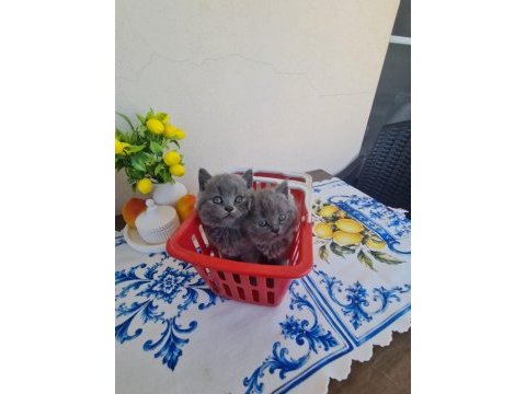 British shorthair 2 aylı 1 tane dişi