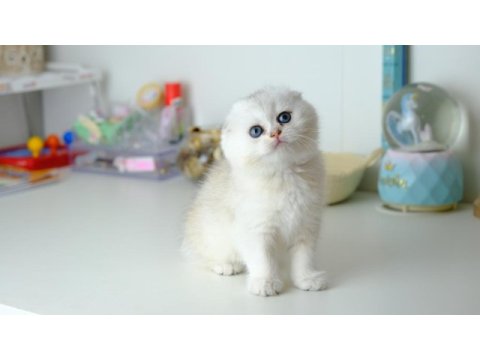 Scottish fold top kafa silver yavrumuz