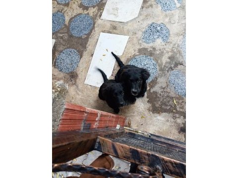 Yavru köpeğimiz