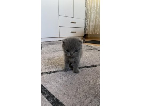 Son yavru scottish fold