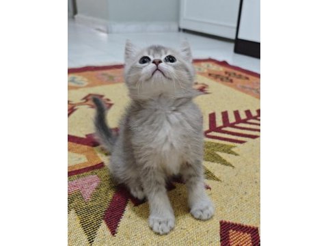 A kalite british shorthair blue golden