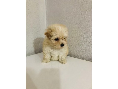 Orjinal ped eğitimli maltipoo bebek