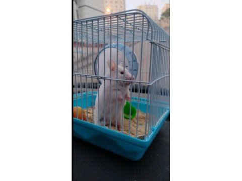 Yavru hamster