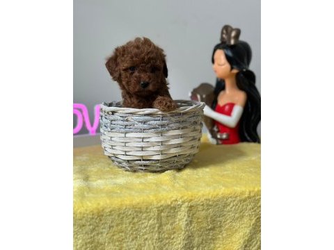 Kıvırcık tüy yumağı toy poodle yavrularım