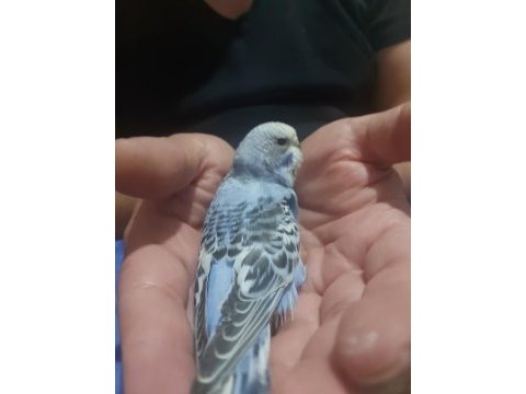 Ele alıştırmalık jumbo kırıkları kuşlarımız