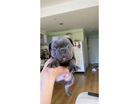 Merle ve blue ırk garantili french bulldog yavrular