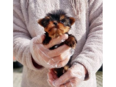 Tea cup yorkshire terrier yavru