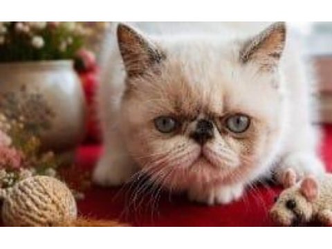 Safkan exotic shorthair bebekler yuvalarını arıyor
