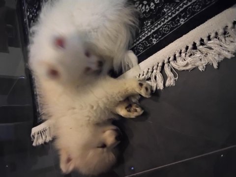 Köpeğimiz için whatsapp dan yazın