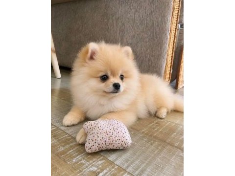 Pomeranian köpeği bebeklerimiz