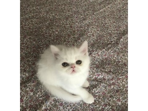 Exolar yeni evlerine gitmeye hazır