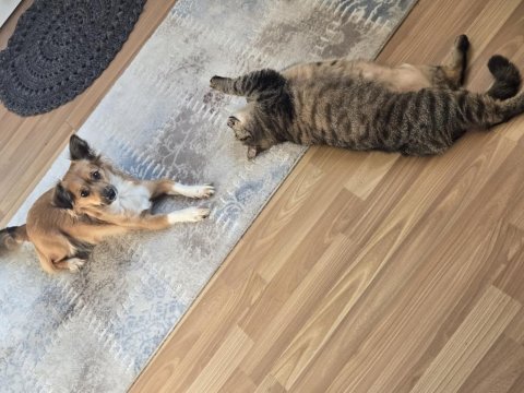 Küçük ırk sevecen dişi köpeğimiz