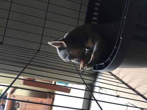 Dişi lilac and tan french bulldog