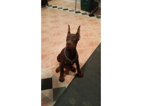 Kızıl ve izabel çivi estetikli doberman yavrular