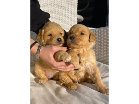 Baby face golden retriever bebekler