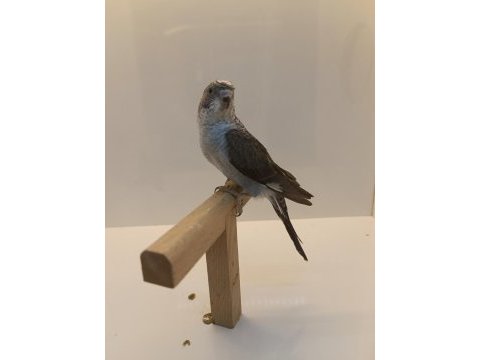 Yavru karakanat muhabbet kuşlar