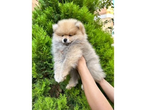 Pomeranian boo ayı surat