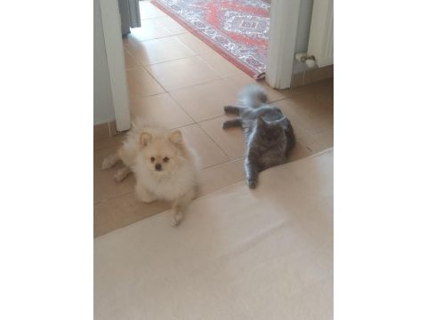 Acil sahiplendirilecek erkek pomeranian