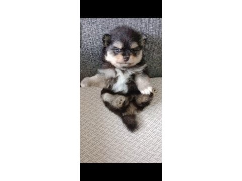 Pomeranian boo yavrumuz