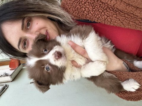 Border collie yavrular