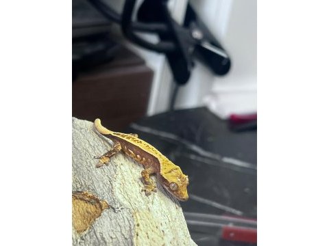 Crested gecko sahiplendirme