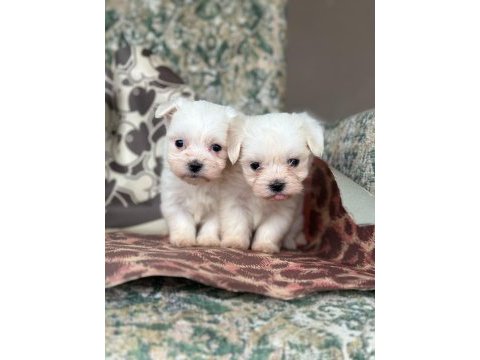 Maltese terrier yavrular