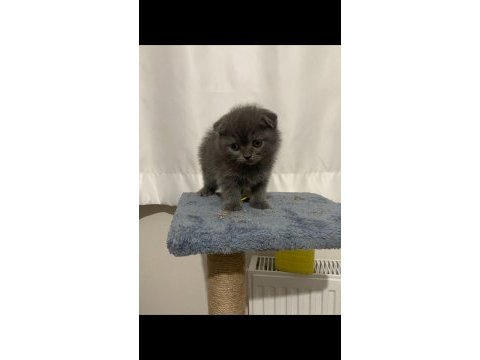 Scottish fold yavru