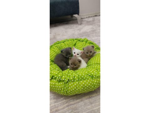 Scottish fold yavrularımız yeni yuvalarını arıyor