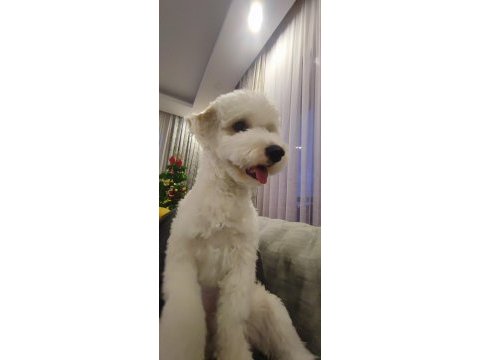 8 aylık erkek maltipoo yavrumuzu sahiplendirmek istiyoruz