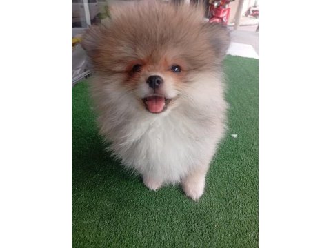 Dişi erkek tuvalet eğitimli pomeranian boo yavrular
