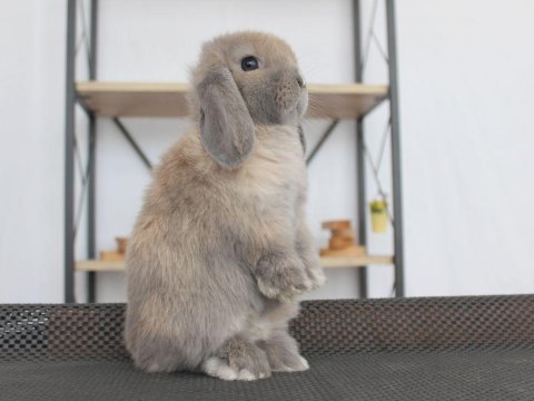 Mini lop tavşan blue point renk