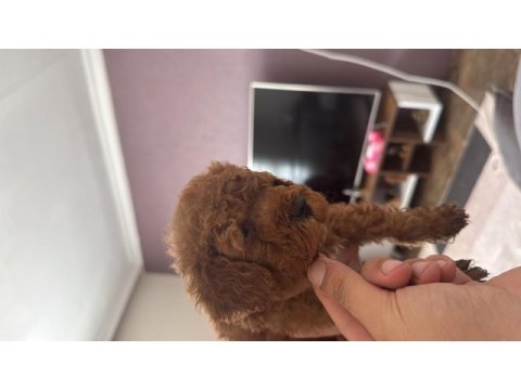 Şeker tadında toy poodle yavrular