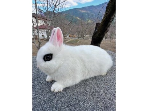 Hollanda cüce yavru tavşan (hotot)