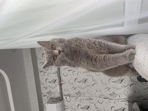 Ücretsiz kısır british shorthair kedim