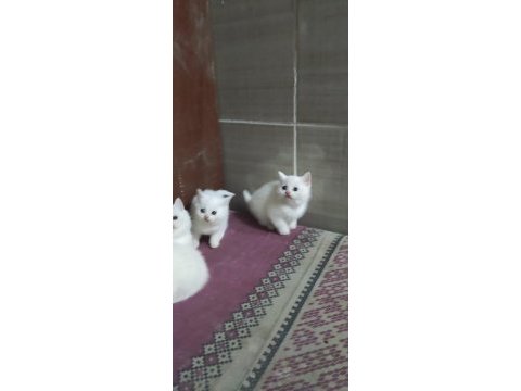 2 aylık british shorthair yavrular