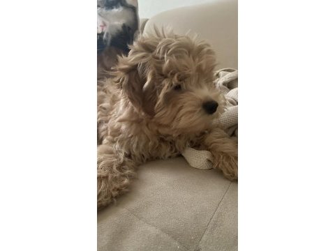 Maltipoo yavrumuz