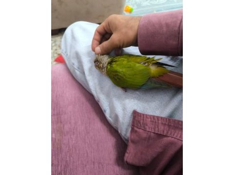 El besleme konur papağanı