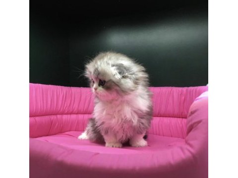 Scottish fold longhair yavrumuz