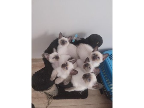 Yeni doğan safkan siyam kedisi