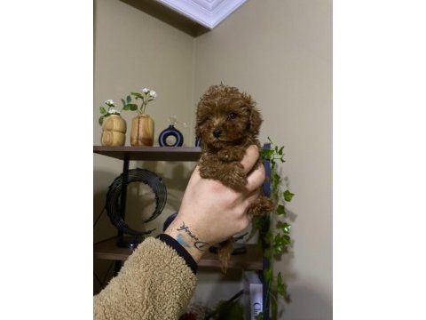 Çin poodle 650 gr red brown