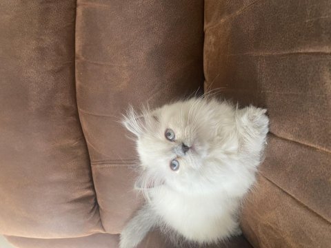 Chinchilla kediler yeni yuvamızı arıyoruz