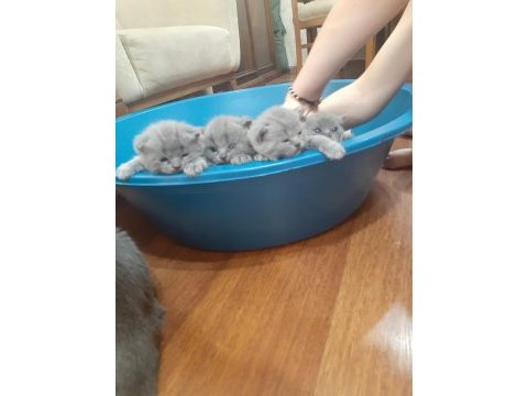 Yavru safkan ingiliz british shorthair