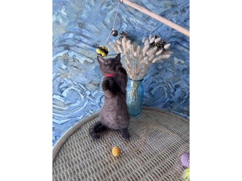 British shorthair nadir bulunan chocolate safkan erkek yavru