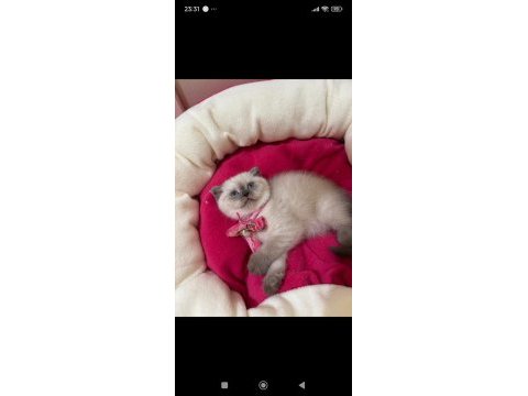 Scottish fold dişi yavrumuza yuva (uyguna)