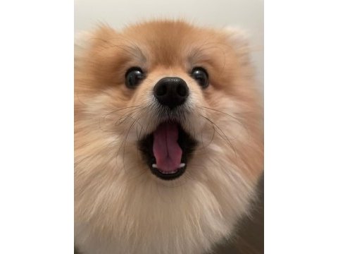 Ukrayna safkan pomeranian