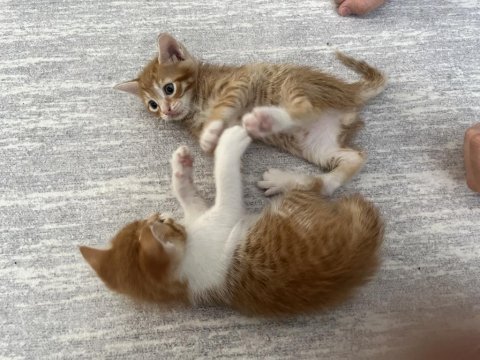 1.5 aylık yavru kediler