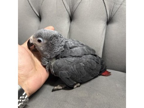 Bebek jako bilezikli belgeli
