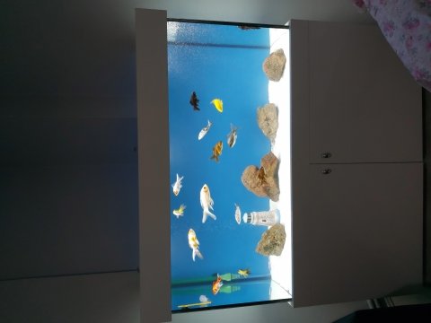 Japon ve koi balıkları