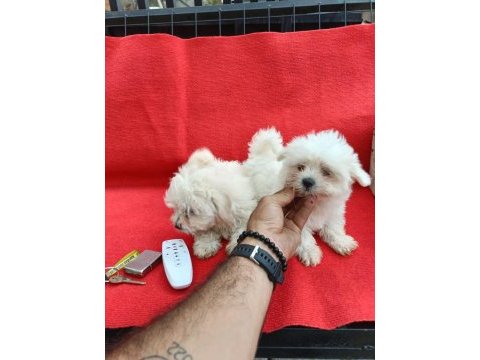 Mini maltese terrier yavruları
